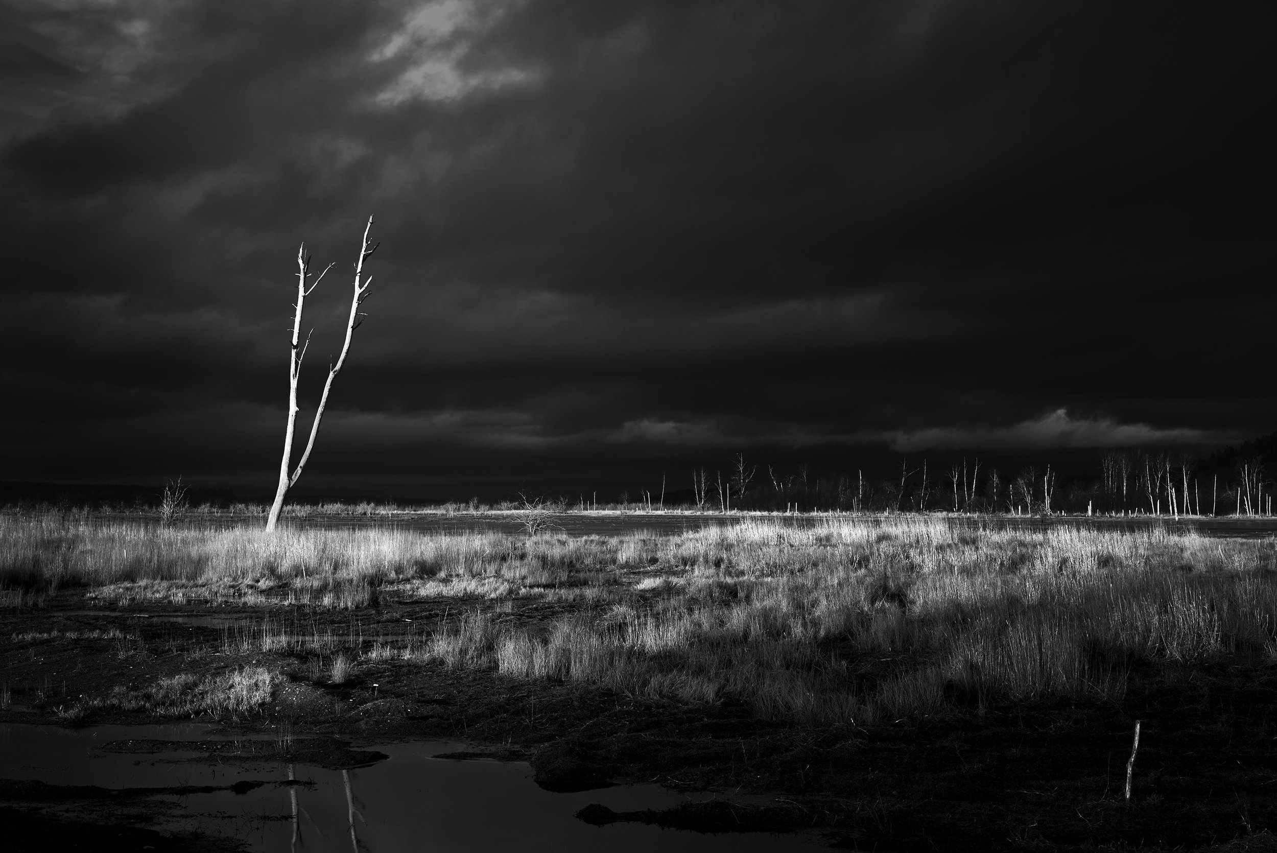 Dead Tree in a Storm