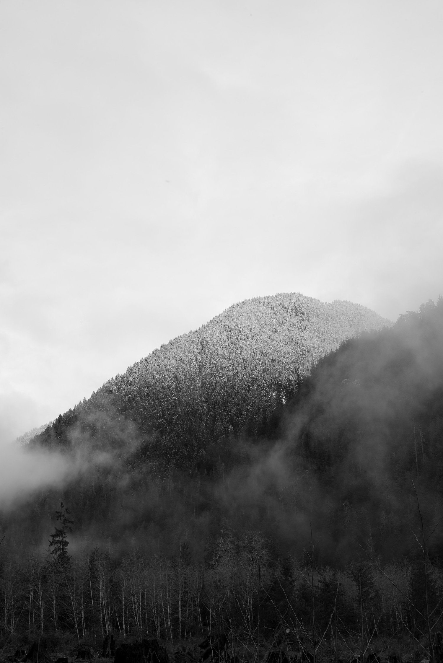 Tree Silhouette in a Storm v2