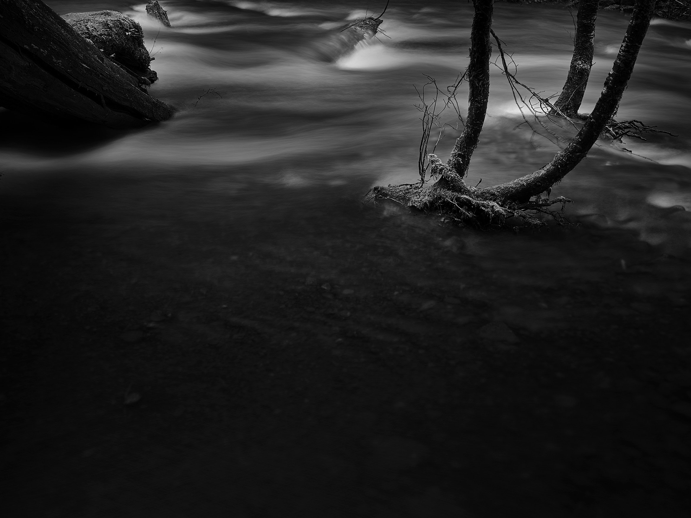 Three Trees in a River