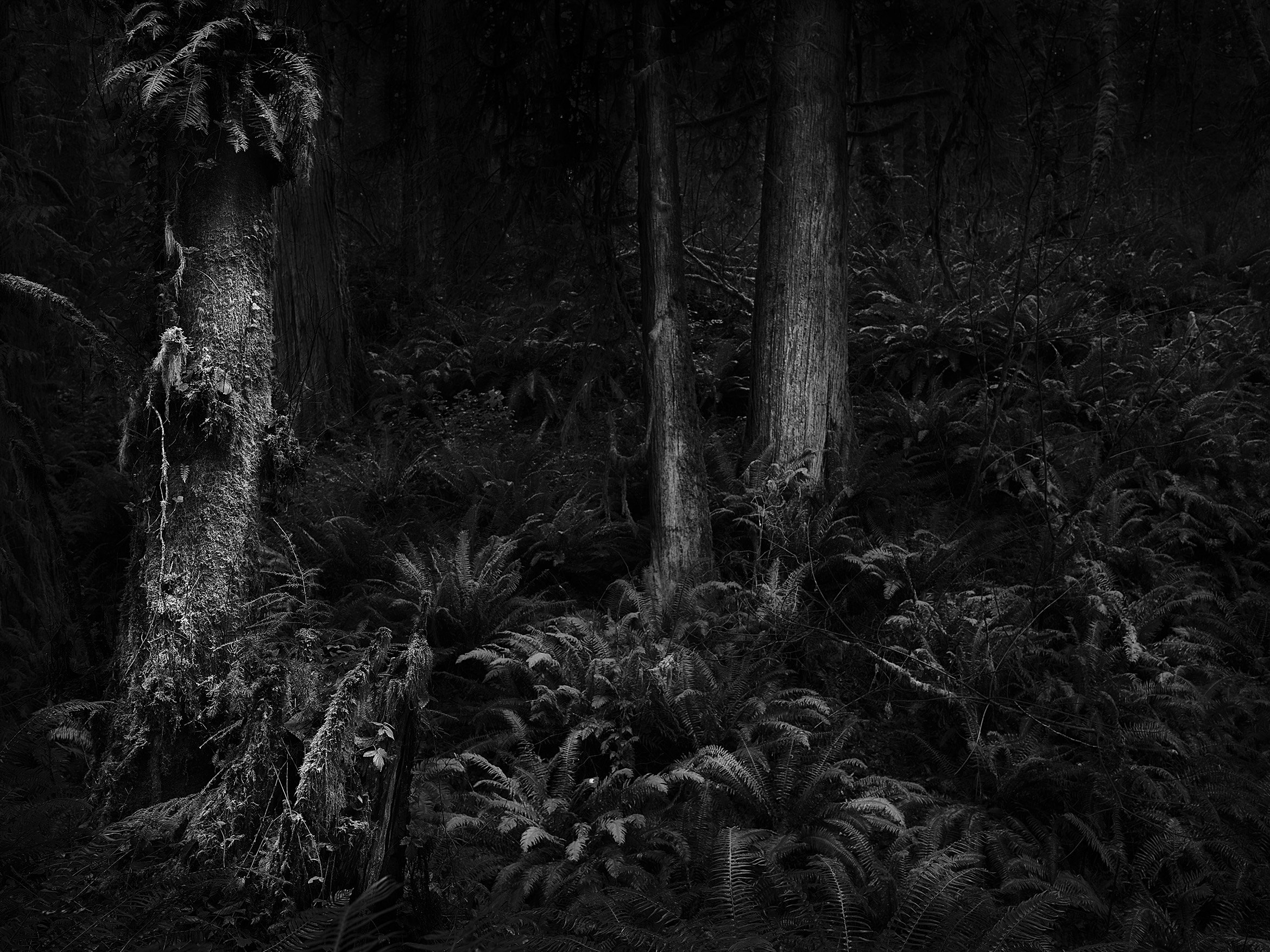 Trees with Ferns VII